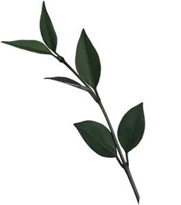 每个人心中都会有一座神秘园,每个人心里都会有一座神秘园