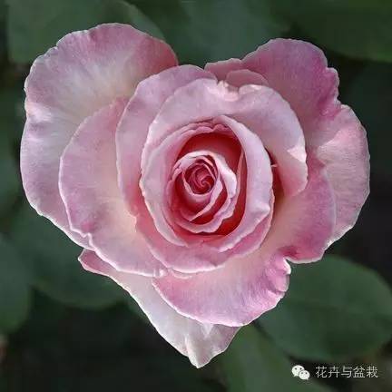 被爱情女神眷顾的植物们,用心感受!