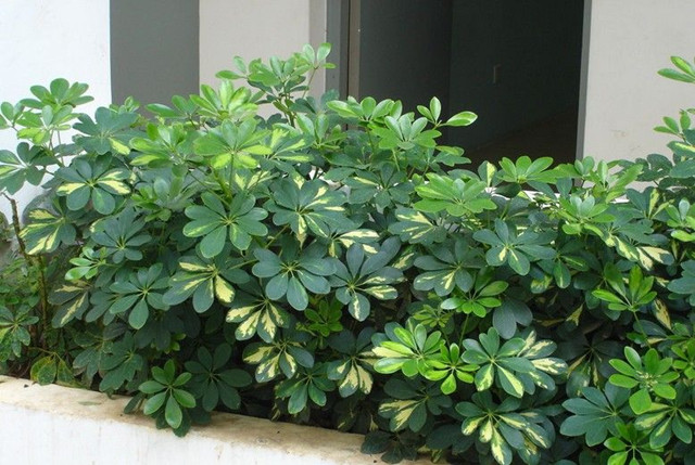 富贵竹水培发财树的养殖方法,水培发财树的叶子黄养殖方法