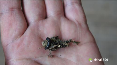 茶叶里“长虫”,你还能喝得下去吗?