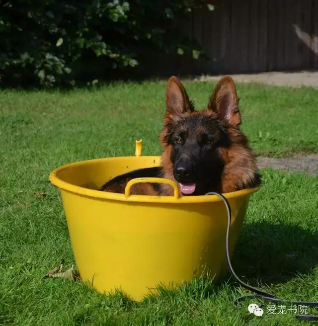 生肌散有副作用吗,狗狗生肌散