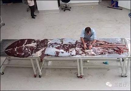 鱿鱼章鱼八爪鱼墨鱼的区别,鱿鱼章鱼乌贼墨鱼哪个好吃