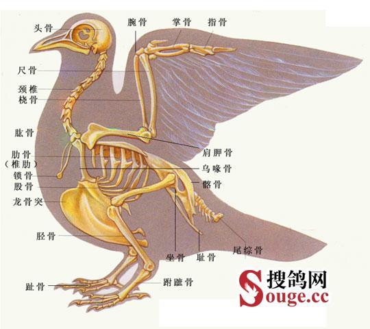 教大家快速准确鉴鸽的小方法,鉴鸽秘诀