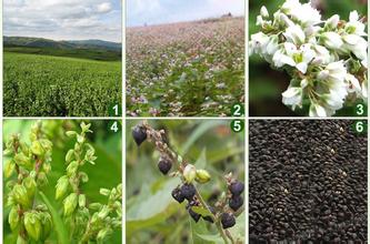 五谷杂粮的种类和吃法,五谷杂粮最健康吃法你知道吗