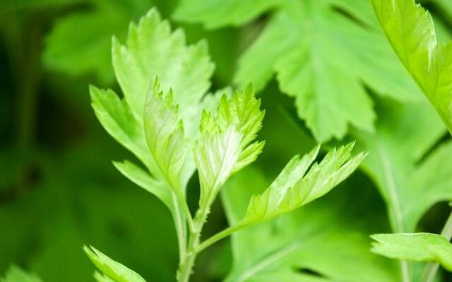 驱蚊虫的正确驱虫方法,驱蚊虫草哪种最好
