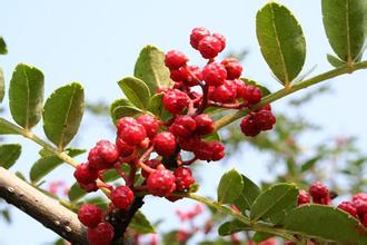 只吃两餐不吃肉,只吃2顿饭其余什么都不吃