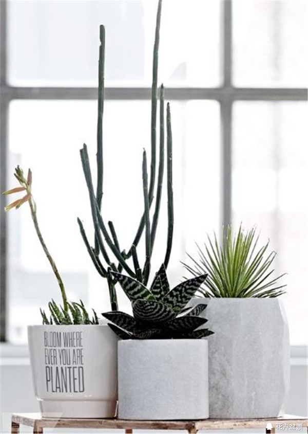 家里阳台养花怎么处理,夏季养花施肥有臭味怎样消除