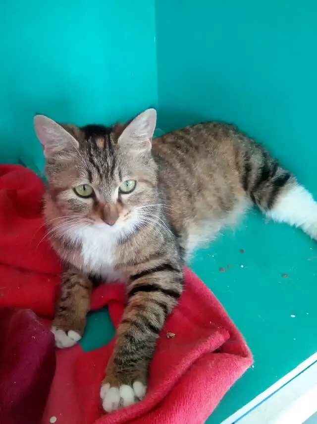 憨咪黄豆豆的幸福猫生