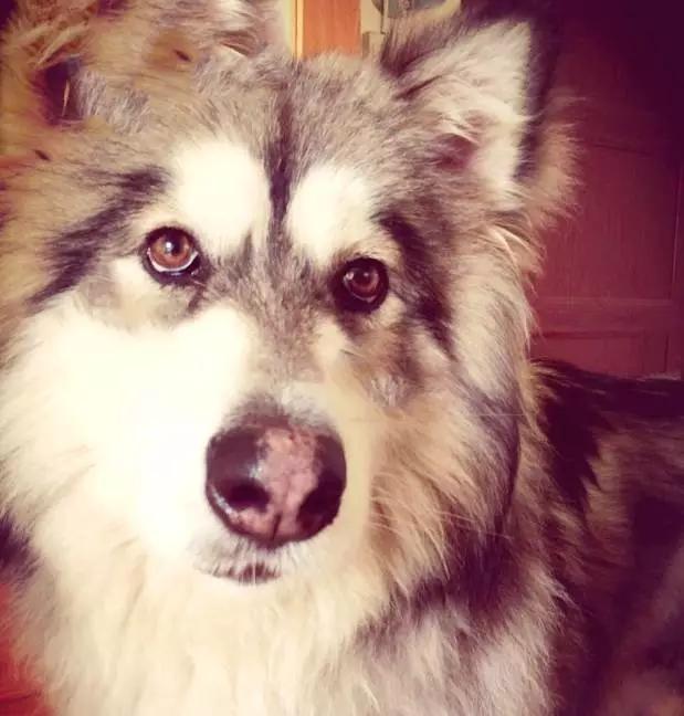 狗是唯一喜欢你的生物,狗是唯一爱主人胜过爱自己的动物