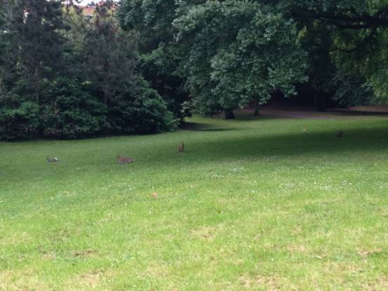 施华洛世奇白天鹅10年,马尔默全集完整版