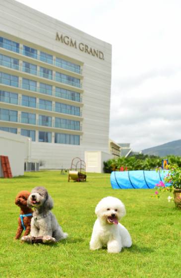 亚龙湾美高梅蜜月,海棠湾红树林和亚龙湾美高梅