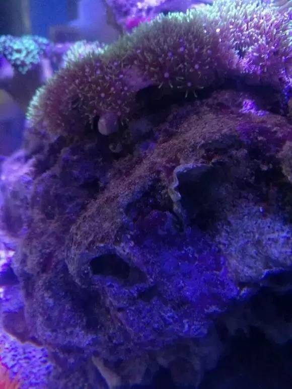 海缸变褐色,海缸变乳白色