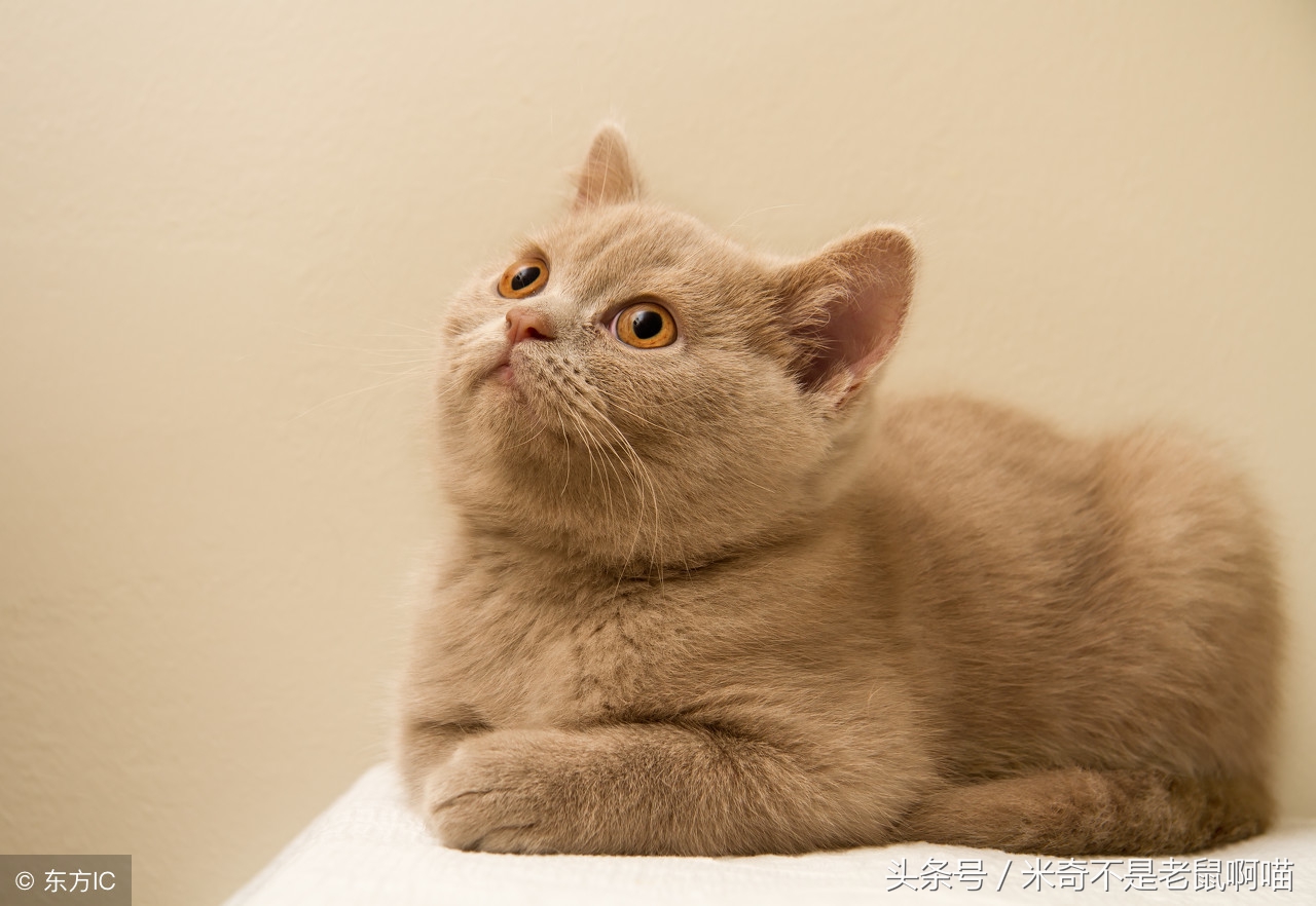 家里有只猫咪又抱了一只怎么相处,抱猫咪怎样才能让猫咪不咬你