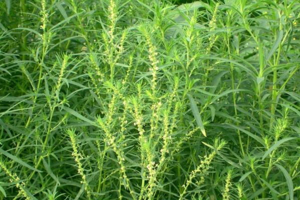 地肤子种子一斤多少钱,地肤草种子一公斤多少钱