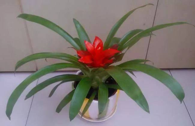 花叶子干枯一碰就掉怎么补救,杜鹃花叶子干枯一碰就掉