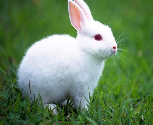 兔肉养殖难点有哪些,兔肉养殖