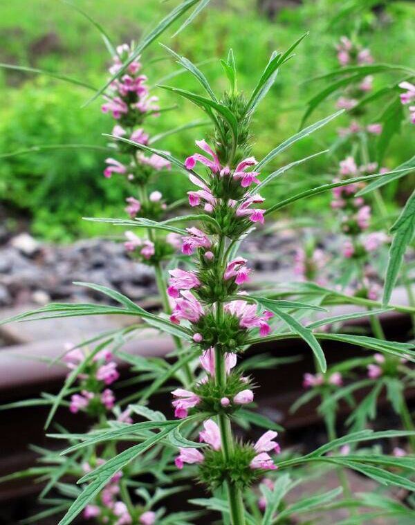 农村常见100种野花图片及名称,农村常见的50种野花名字