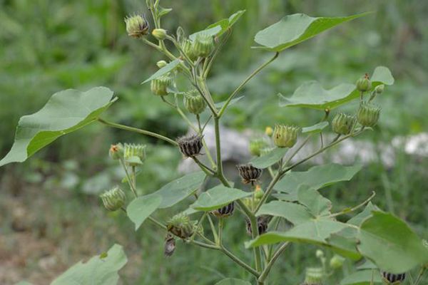 农村常见100种野花图片及名称,农村常见的50种野花名字