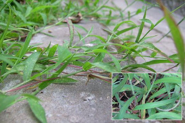 农村常见100种野花图片及名称,农村常见的50种野花名字