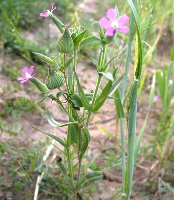 农村常见100种野花图片及名称,农村常见的50种野花名字