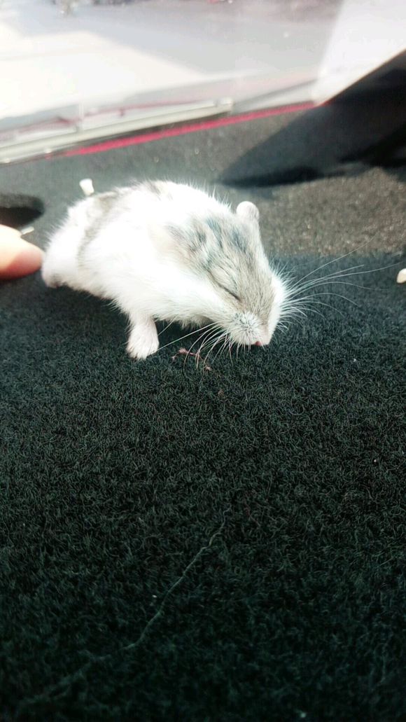 觉得仓鼠全身软,感觉仓鼠身上都是皮