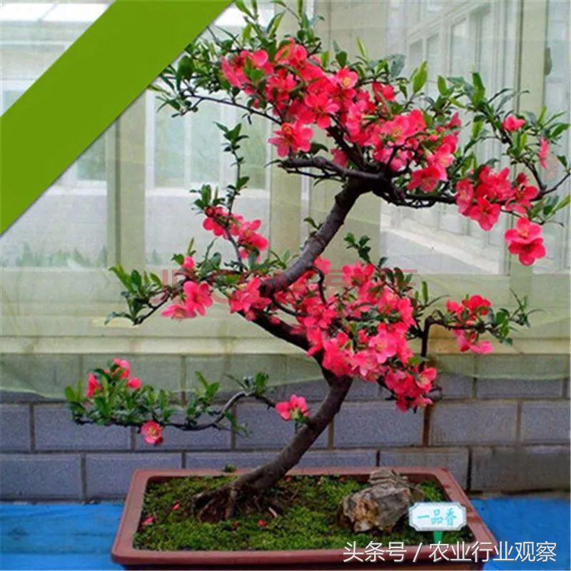 卖盆景一年挣多少钱,没有商业头脑的男人