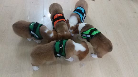 柯基怀孕2月生了5只小奶狗，主人一只没送，网友：一看就是土豪！