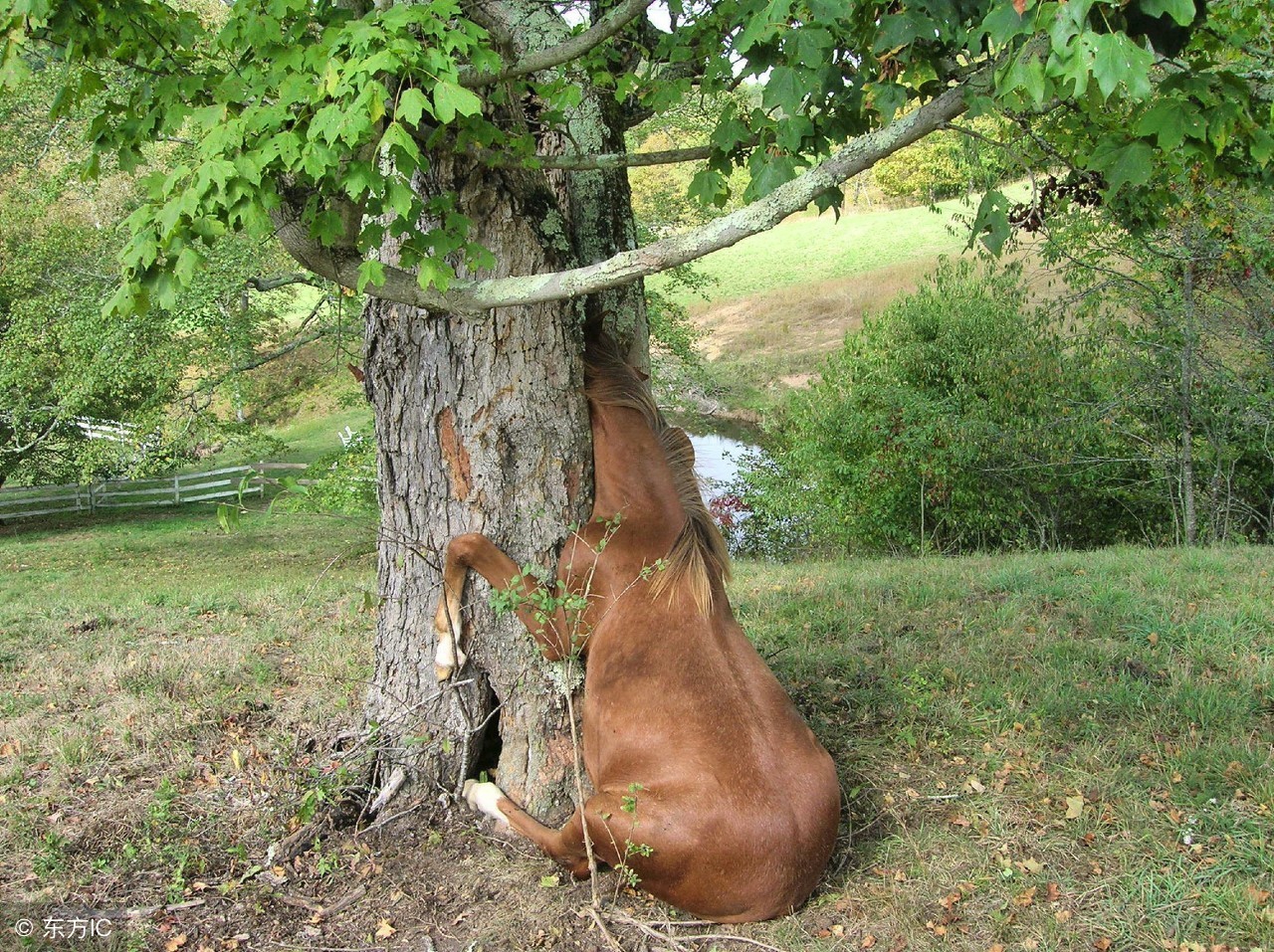 植物吃肉还吃人！这“食人树”到底是什么东西？