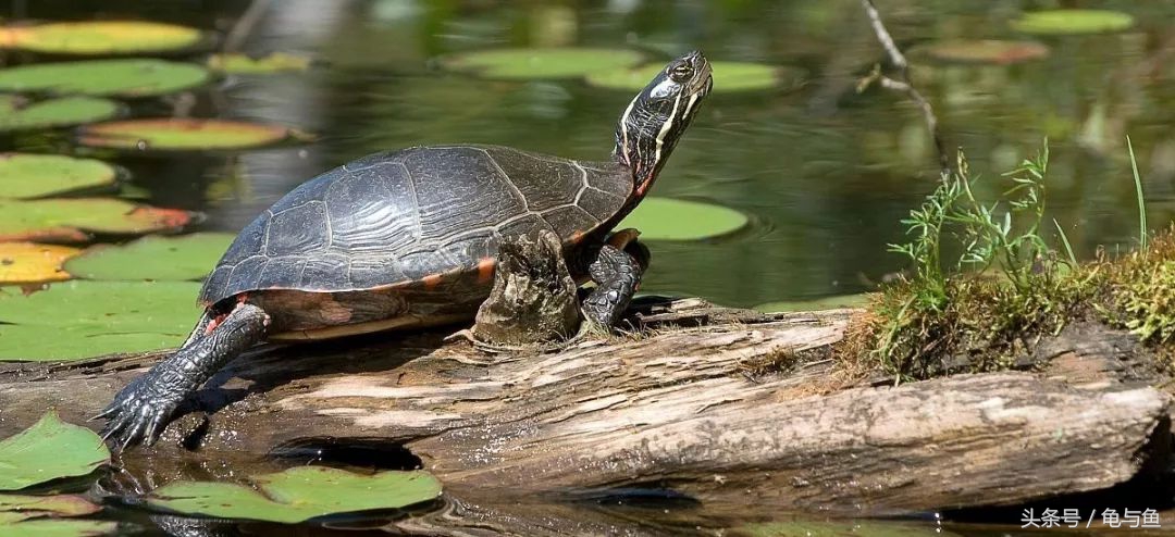 养龟十大禁忌属相,深水养龟十大排行榜