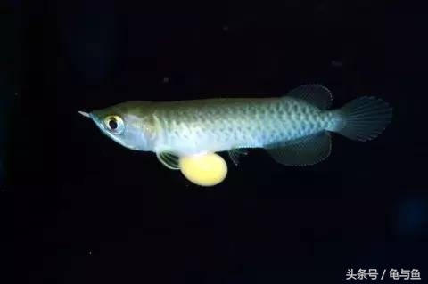 过背金龙鱼成长记录,过背金龙鱼1个月能长多少