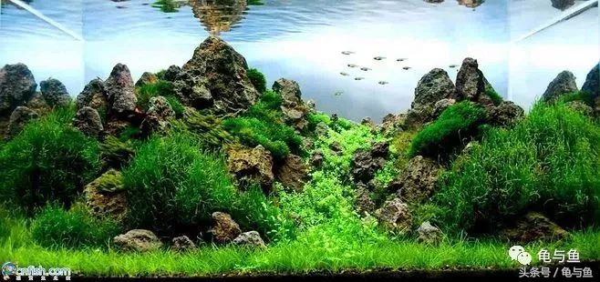 计量单位科普,水族科普视频