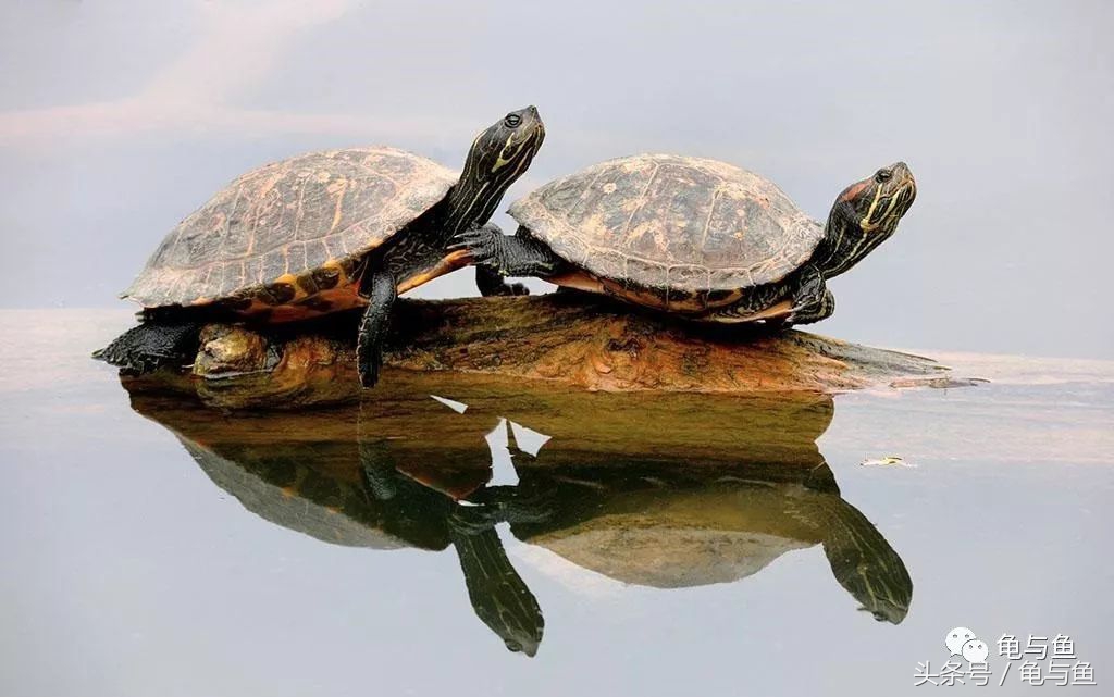 养龟十大禁忌属相,深水养龟十大排行榜