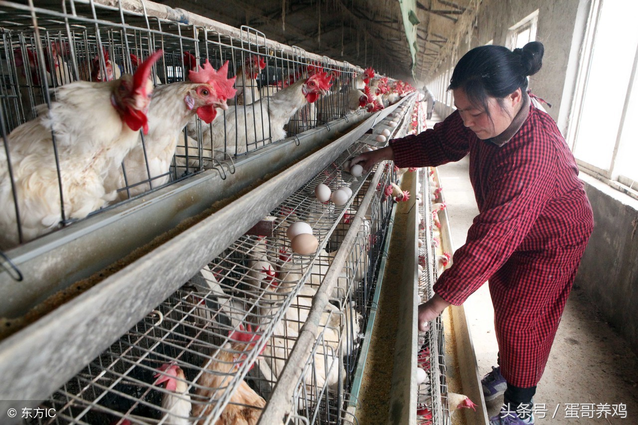 产蛋后期蛋壳质量差怎么办,产蛋量下降是怎么回事
