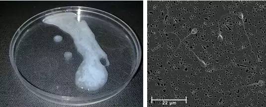 吃洨能美容,你信吗?