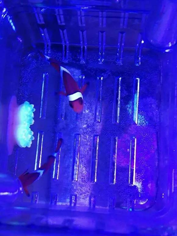 海缸变褐色,海缸变乳白色