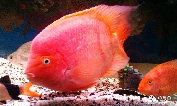 起头鹦鹉鱼介绍,白色鹦鹉鱼和黑白条鹦鹉鱼