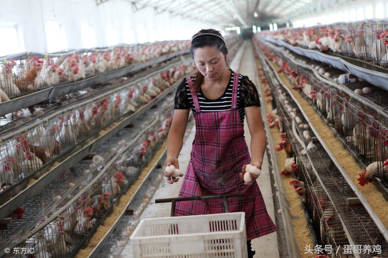 鸡被天气热死了半天还能吃吗,鸡要热死了怎么办