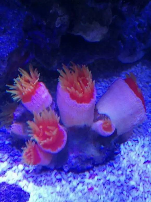 海缸变乳白色,海缸从褐藻变绿藻