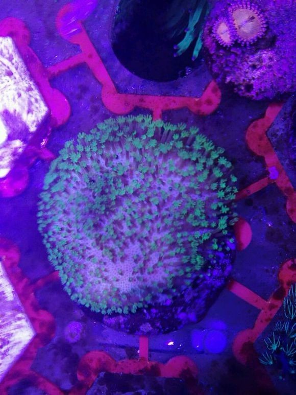 海缸变乳白色,海缸从褐藻变绿藻