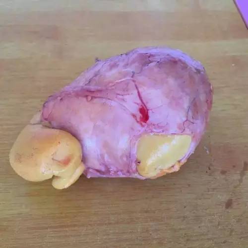 公鸡会下蛋吗图文,真正的公鸡会下蛋吗