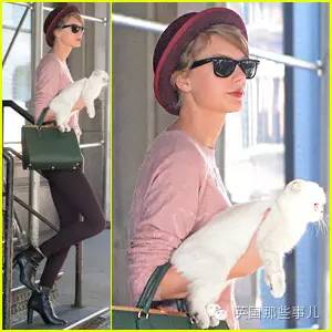 霉霉和她的猫咪,霉霉两只猫叫什么名字