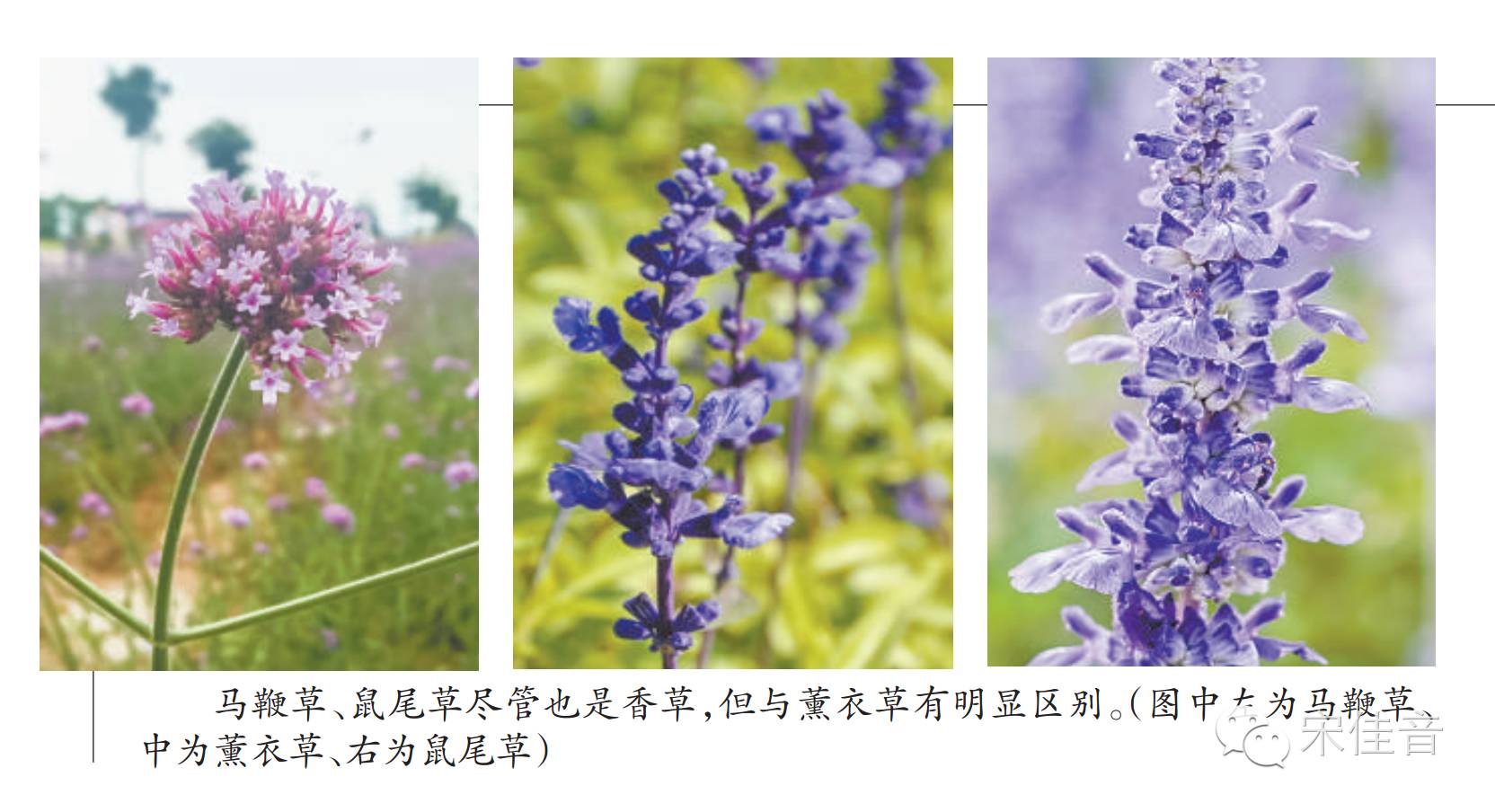 北京最美薰衣草庄园,北京最大薰衣草庄园