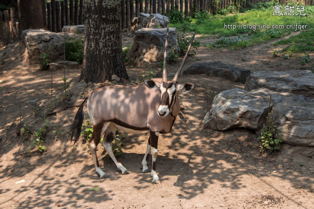 ​[凤麒儿]北京动物园——与动物的亲密接触