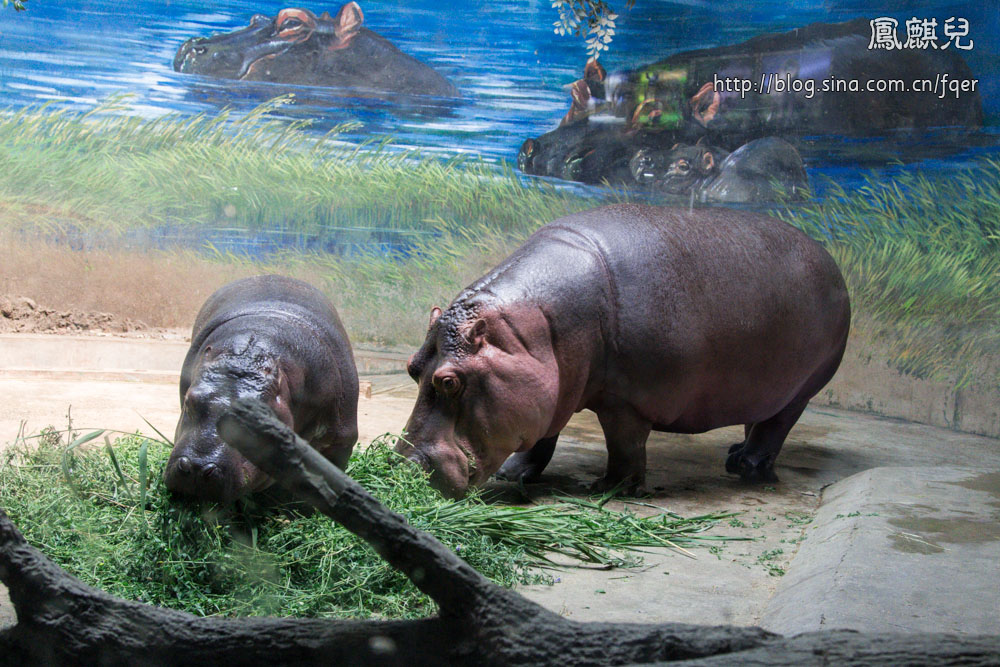 ​[凤麒儿]北京动物园——与动物的亲密接触