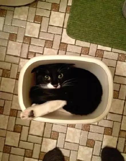 猫突然不见了该怎么办,早上喂猫发现猫不见了