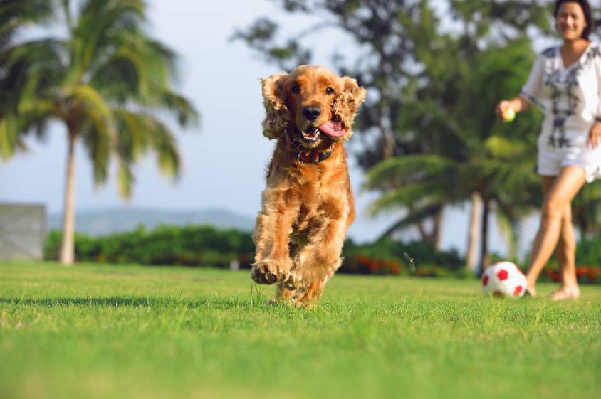 亚龙湾美高梅蜜月,海棠湾红树林和亚龙湾美高梅