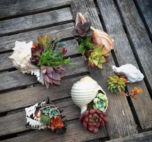 ins多肉,外国大神多肉