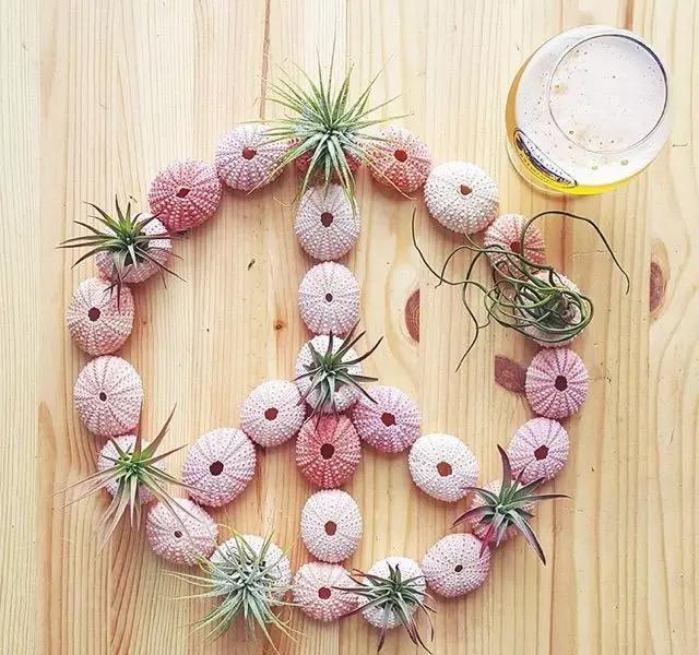 ins多肉,外国大神多肉