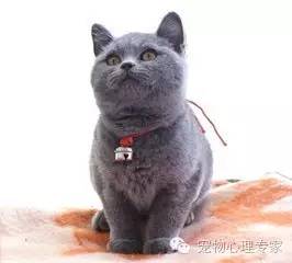 应粉丝要求：各类猫猫在北上广的报价，其他城市可以参考