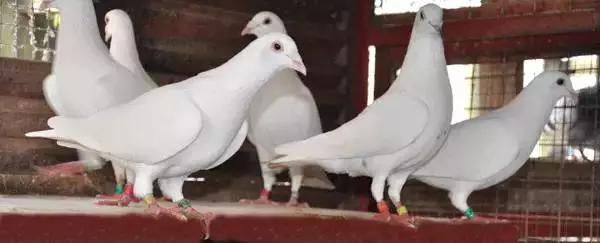 国内外白鸽品种及赏欣